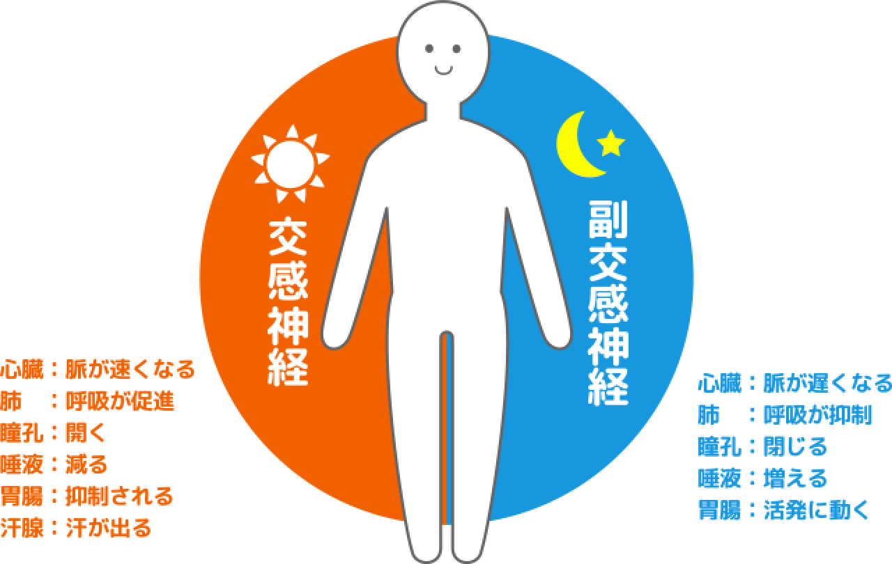 交感神経・副交感神経イメージ図